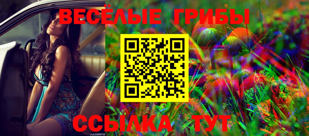 Псилоцибиновые грибы Psilocybe Дмитров